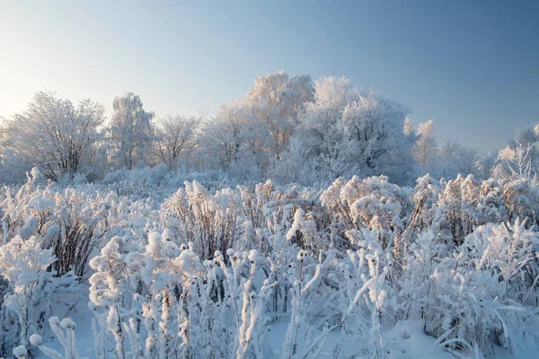 Winterlandschaft mit schneebedeckten Bäumen — Stockfoto