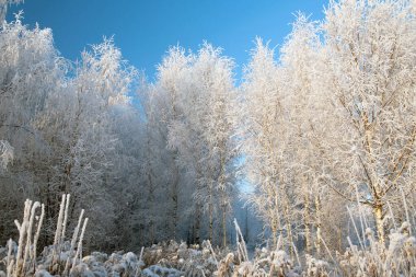 Kış manzarası, karlı ağaçlar ve mavi gökyüzü