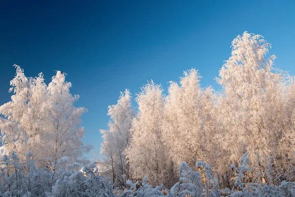 Winterlandschaft mit schneebedeckten Bäumen und blauem Himmel — Stockfoto