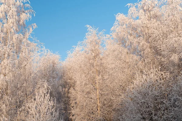 Zimní krajina se zasněženými stromy a modrou oblohou — Stock fotografie