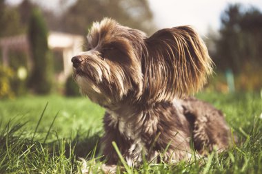 Çin köpeği yürüyüşe tepeli.