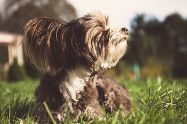 Çin köpeği yürüyüşe tepeli.