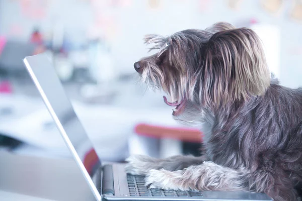 Komik köpek belgili tanımlık laptop çalışır. Bilgisayar kullanarak evde beslenen hayvan