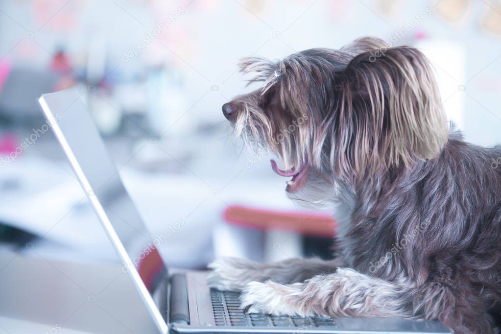 Funny dog works at the laptop. Pet using computer