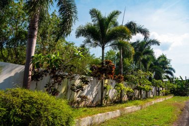 beyaz duvar boyunca palmiye ağaçları dikildi