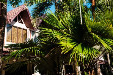 otel binası arka plan üzerinde palmiye yaprakları