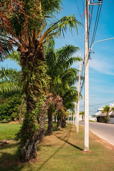 Palmbomen langs de weg — Stockfoto