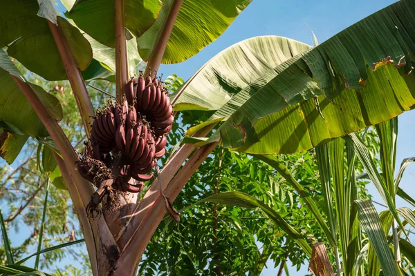 A palmeira com bananas em um contexto do céu azul — Fotografia de Stock