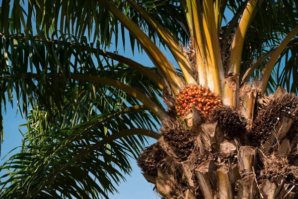 Palmeira com frutos contra o céu azul — Fotografia de Stock