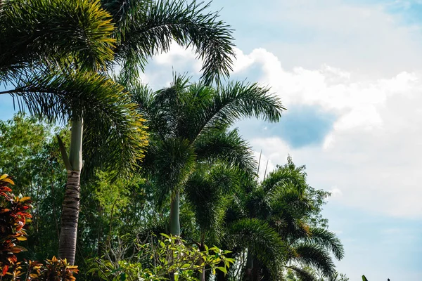 Gałęzie palmowe o błękitne niebo — Zdjęcie stockowe