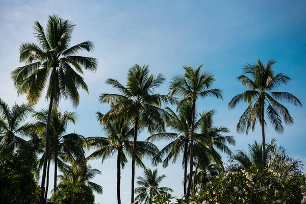 Szczyty drzew palmowych przeciw błękitne niebo — Zdjęcie stockowe