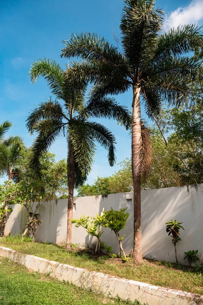 Palmträd som planterats längs den vita väggen — Stockfoto
