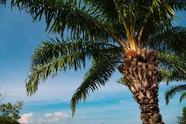 Palmeira com frutos contra o céu azul — Fotografia de Stock