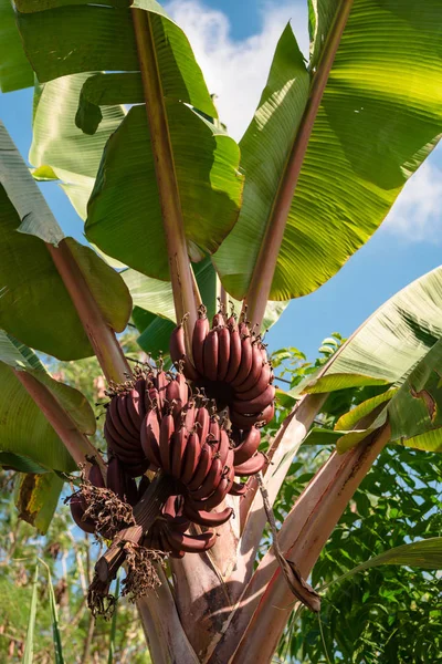 De palmboom met bananen op een achtergrond van blauwe hemel Stockafbeelding
