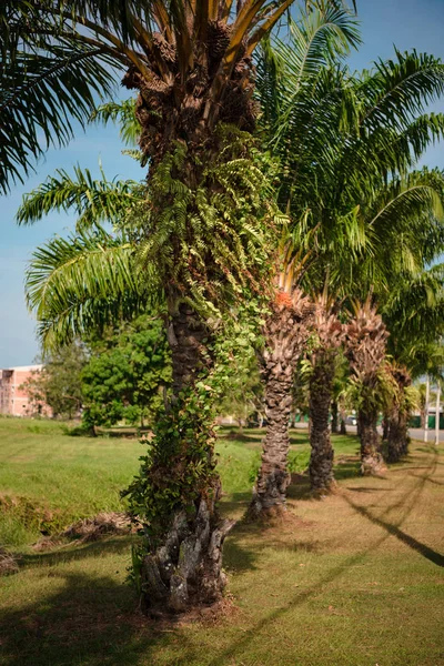 Palmbomen langs de weg Stockfoto