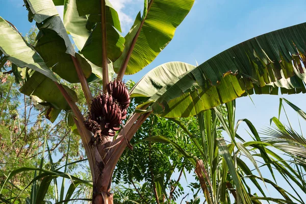 De palmboom met bananen op een achtergrond van blauwe hemel Rechtenvrije Stockafbeeldingen