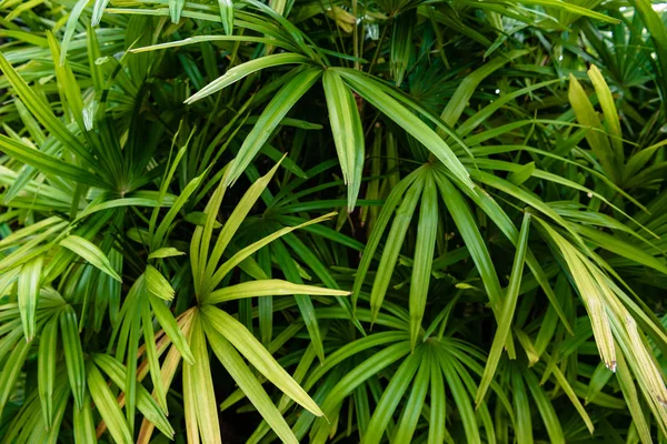 Foglie di palma verde per carta da parati Foto Stock