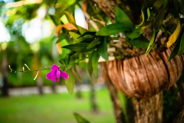 Close-up of tropical flower on tree — Stock Photo, Image