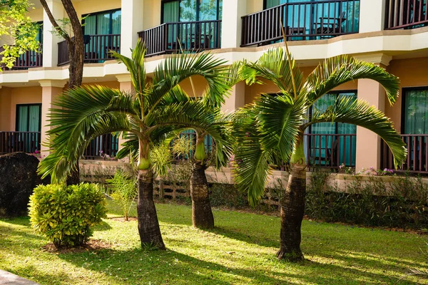 Resort hus med gröna palmer på gräsmatta — Stockfoto