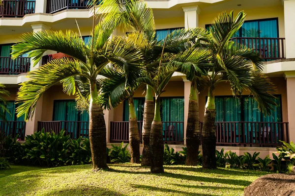 Palms on yard of tropical resort — Stock Photo, Image