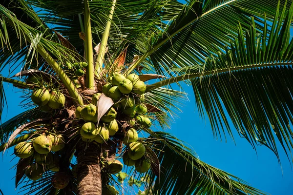 Groene kokosnoten groeien op palm Rechtenvrije Stockfoto's