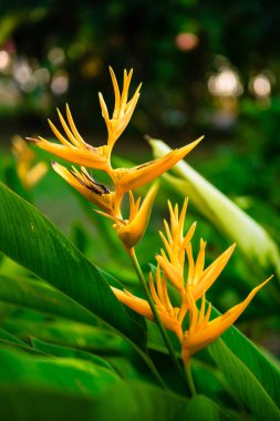 Parlak egzotik çiçek Close-Up