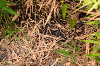 Kuru kapağı yere bırakır