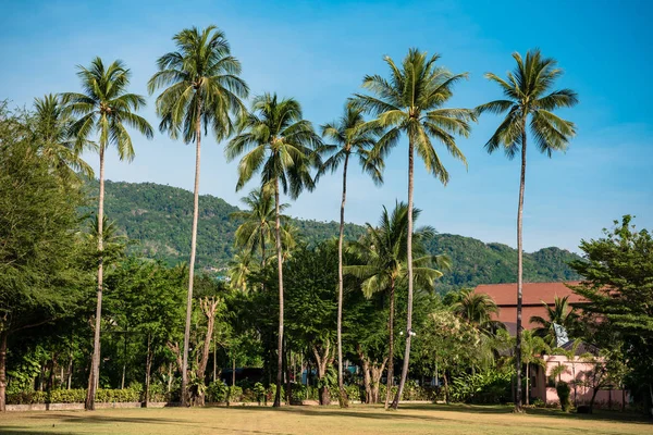 Tropical resort city with green palms — Stock Photo, Image