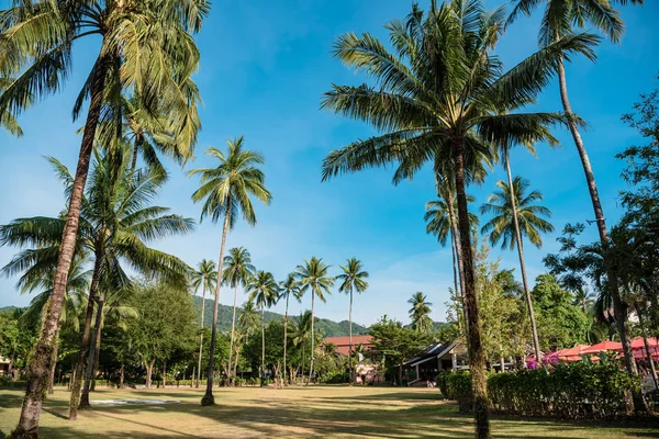 Grondgebied van tropische resort met groene palmen — Stockfoto