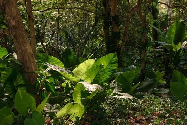 Forêt verte de jungle tropicale au soleil — Photo