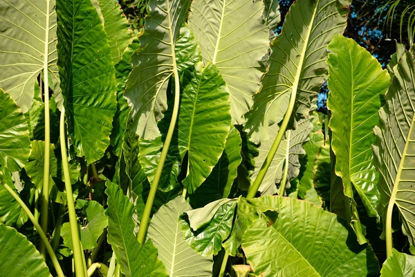 큰 열 대 녹색 식물 잎 스톡 사진