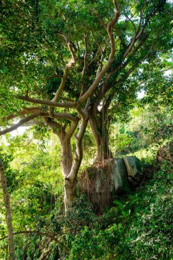 Yamaç tropikal yeşil ağaç