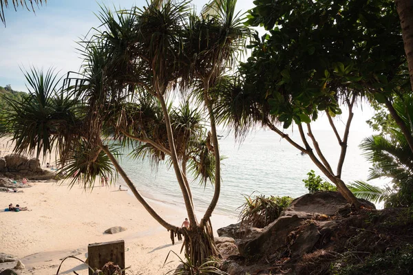 Litoral tropical pitoresco com palmas — Fotografia de Stock