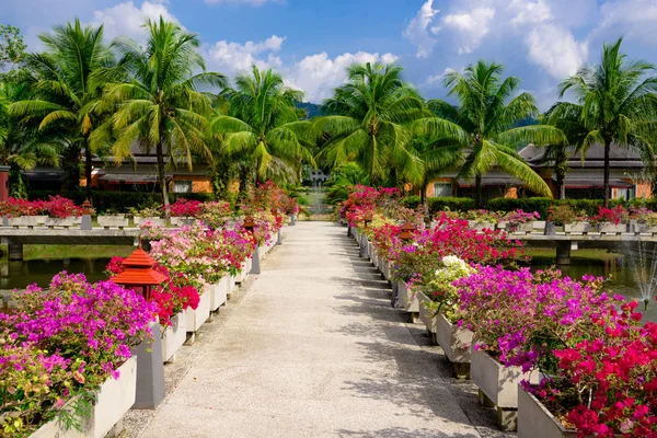 Flores coloridas ao longo do caminho e no fundo das palmeiras — Fotografia de Stock