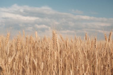 Altın buğday tarlası