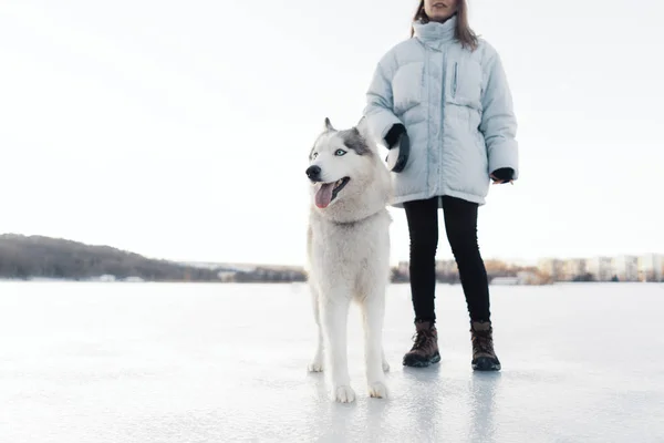 Счастливая молодая девушка, играющая с сибирской собакой хаски в зимнем парке — стоковое фото