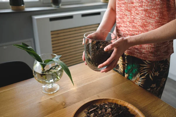 Le mani della donna piantare un fiore in casa — Foto Stock