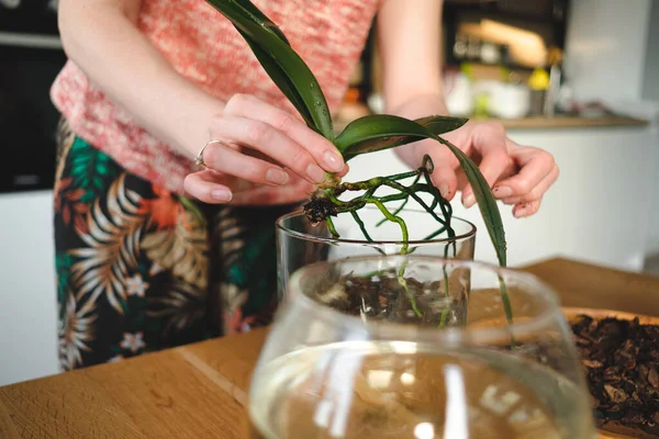 Femme mains planter une fleur dans la maison — Photo