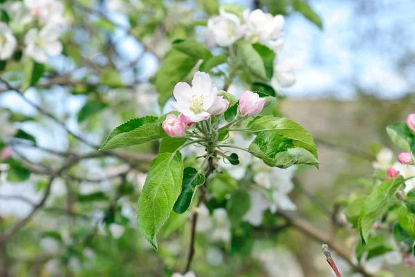 Beautiful apple spring blossom tree in nature — Stock Photo, Image