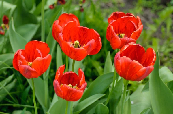 Flower tulips background. Beautiful view of red tulips macro.