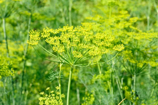 Фенхель (dill) квітучий макро-природний фон — стокове фото