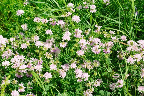 Trébol rosado (Trifolium repens). Flor del trébol. Trifolium Repens L . — Foto de Stock