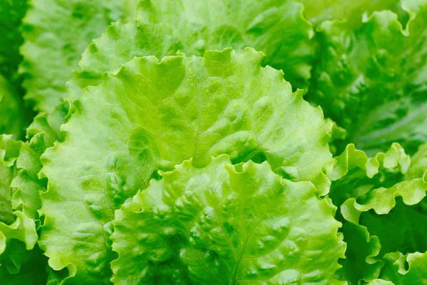 Fresh salad lettuce background — Stock Photo, Image