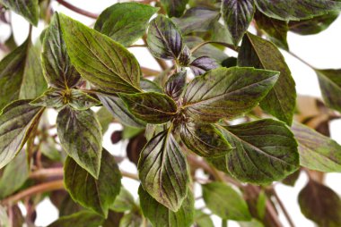 beyaz üzerine taze fesleğen