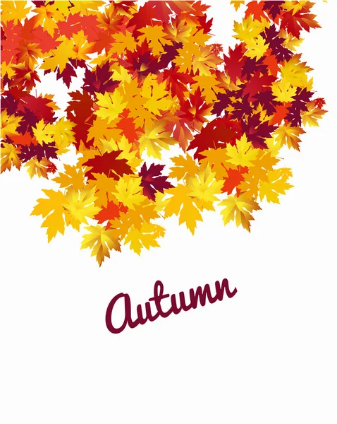 优雅的秋季背景与枫树叶在白色背景下 — 图库矢量图片
