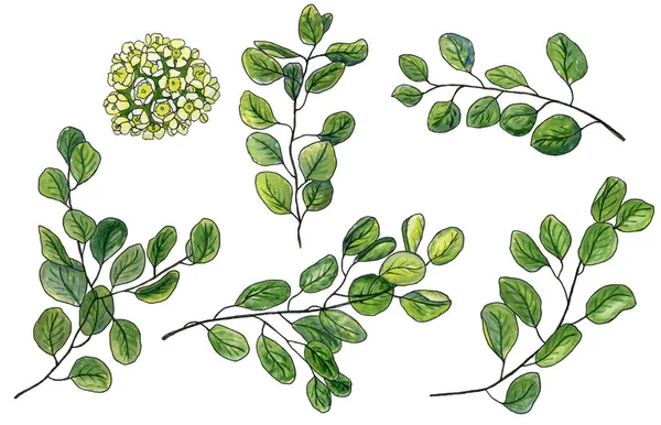 Set di rottami di fiore di cera acquerello e foglie verdi di eucalipto — Foto Stock