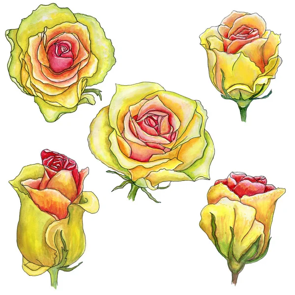 Scrap set of yellow pink watercolor roses with a stroke  isolate