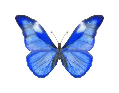 El çizimi suluboya kelebek Morpho Retenor beyaz üzerine izole