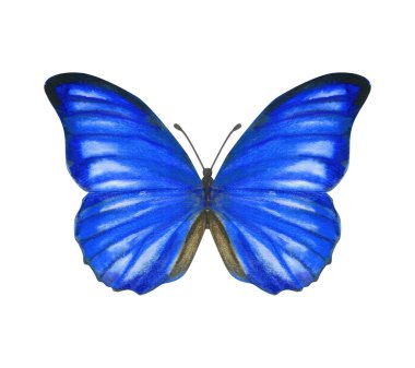 El çizimi suluboya erkek kelebek Morpho Anaksibia beyaz üzerinde izole