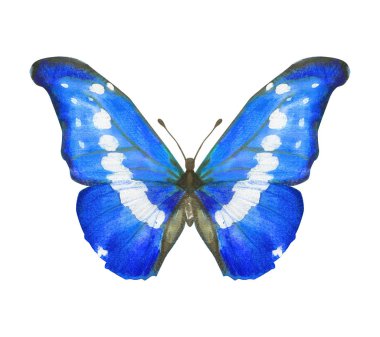 El çizimi suluboya kelebek Morpho Helena beyaz üzerine izole